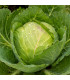 BIO Zelí bílé Marner Lagerweiß - Brassica oleracea - prodej bio semen - 25 ks