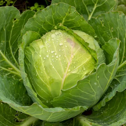 BIO Zelí bílé Marner Lagerweiß - Brassica oleracea - prodej bio semen - 25 ks