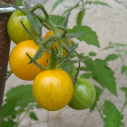 Rajče divoké rybízové Gold Rush - Solanum pimpinellifolium - prodej semen - 6 ks