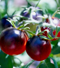 Rajče černá Cherry rajčátka - Solanum lycopersicum - prodej semen - 6 ks