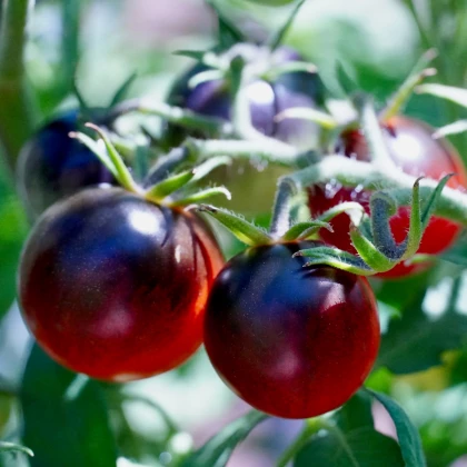 Rajče černá Cherry rajčátka - Solanum lycopersicum - prodej semen - 6 ks