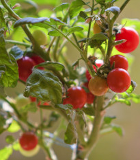 Rajče Tiny Tim - Solanum lycopersicum - prodej semen - 7 ks