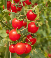 Rajčátka cherry červená - Solanum lycopersicum - prodej semen - 6 ks