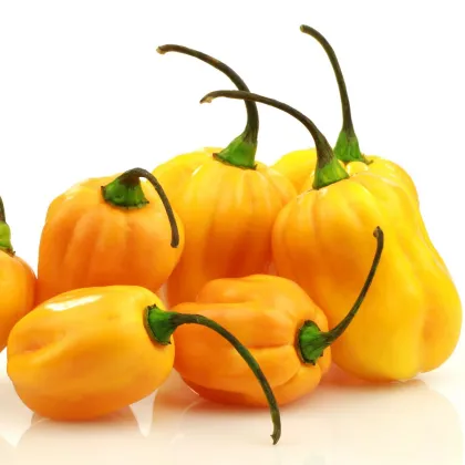 Chilli Big Sun Habanero - Capsicum chinense - prodej semen - 6 ks