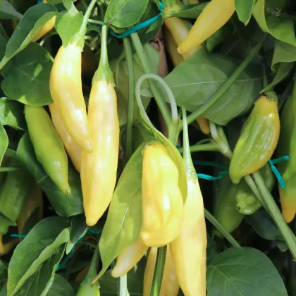 BIO Chilli Lemon Drop - Capsicum baccatum - prodej bio semen - 7 ks