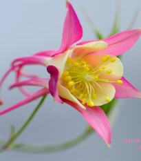 Orlíček velkokvětý Coral - Aquilegia caerulea - prodej semen - 100 ks