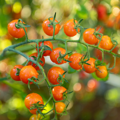 Rajče Aprikola F1 - Solanum lycopersicum - prodej semen - 7 ks