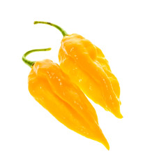 Chilli Fatalii žluté - Capsicum chinense - prodej semen - 6 ks