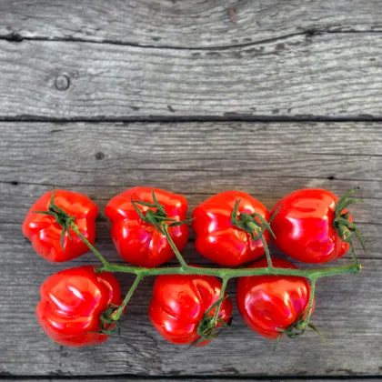 Rajče Jahodo - Solanum lycopersicum - prodej semen - 25 ks