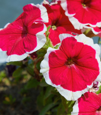 Petúnie Musica Red Frost F1 - Petunia x grandiflora - prodej semen - 30 ks