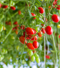 Rajče Tutti Frutti F1 - Solanum lycopersicum - prodej semen - 6 ks