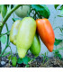 BIO Rajče Andine Cornue - Solanum lycopersicum - prodej bio semen - 8 ks