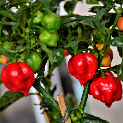 BIO Chilli Habanero červené - Capsicum chinense - prodej bio semen - 6 ks