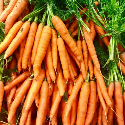 BIO Mrkev Amsterdam - Daucus carota - prodej bio semen - 300 ks