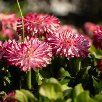 Sedmikráska Roggli růžová - Bellis perennis - prodej semen - 50 ks