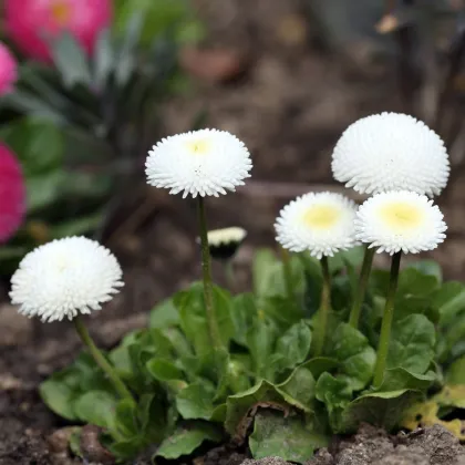 Sedmikráska Roggli bílá - Bellis perennis - prodej semen - 50 ks