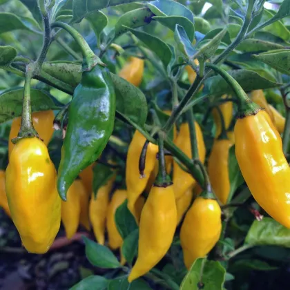 BIO Chilli Marseillais - Capsicum annuum - prodej bio semen - 7 ks