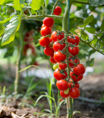 Rajče Crokini PhR F1 - Solanum lycopersicum - prodej semen - 7 ks