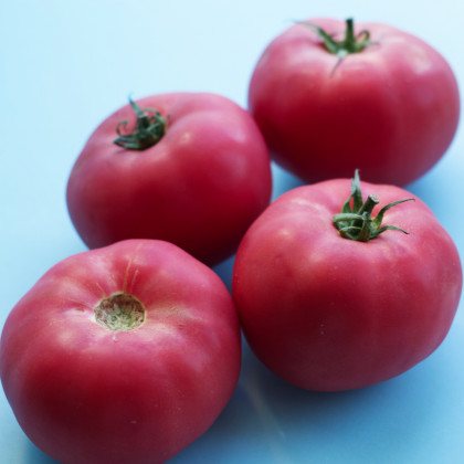 Rajče Big Pink F1 - Solanum lycopersicum - prodej semen - 7 ks