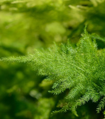 Chřest hustokvětý - Asparagus plumosus - prodej semen - 5 ks