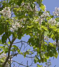 Katalpa trubačovitá - Catalpa bignonioides - prodej semen - 8 ks