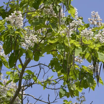 Katalpa trubačovitá - Catalpa bignonioides - prodej semen - 8 ks