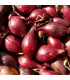 BIO Cibule Rossa di Firenze - Allium cepa - prodej bio semen - 100 ks