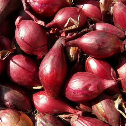 BIO Cibule Rossa di Firenze - Allium cepa - prodej bio semen - 100 ks