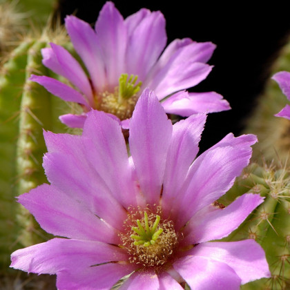Kaktus - Echinocereus viereckii var. viereckii - prodej semen - 6 ks