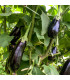BIO Lilek Meronda - Solanum melongena - prodej bio semen - 15 ks