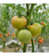 BIO Rajče Heart of Gold - Solanum lycopersicum - prodej bio semen - 10 ks