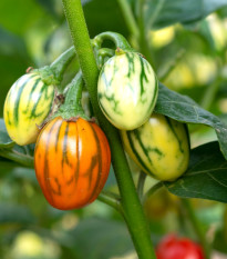 Lilek okrasný Striped Toga - Solanum melongena - prodej semen - 10 ks