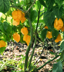 Chilli Carolina Reaper yellow - Capsicum chinense - prodej semen - 5 ks