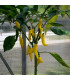 Chilli Aji Pineapple - Capsicum baccatum - prodej semen - 7 ks