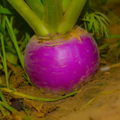 BIO Ředkev podzimní fialová - Raphanus sativus - prodej bio semen - 80 ks