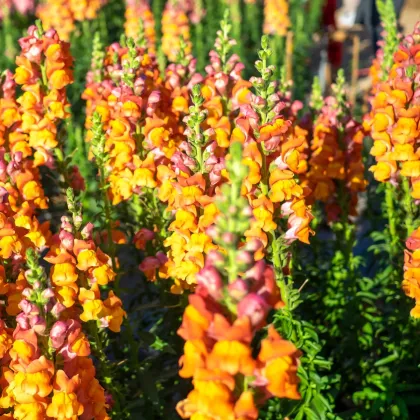 Hledík větší oranžový - Antirrhinum majus - prodej semen - 20 ks