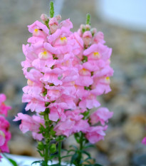 Hledík větší světle růžový - Antirrhinum majus - prodej semen - 20 ks