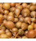Cibule sazečka žlutá Hercules F1 - Allium Cepa - prodej cibulek - 100 ks