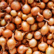 Cibule sazečka Štutgart - Allium cepa - prodej cibulek - 500 g