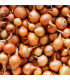 Cibule sazečka Štutgart - Allium cepa - prodej cibulek - 500 g