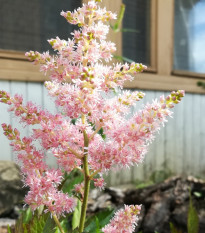 Čechrava Peaches and Cream - Astilbe - prodej cibulovin - 1 ks