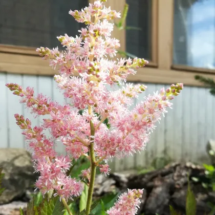 Čechrava Peaches and Cream - Astilbe - prodej cibulovin - 1 ks