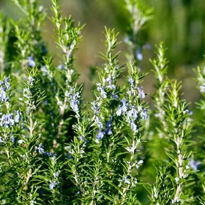 BIO Rozmarýn lékařský - Rosmarinus officinalis - prodej bio semen - 30 ks