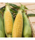 BIO Kukuřice cukrová Golden Bantam - Zea mays - prodej bio semen - 16 ks