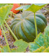 BIO Dýně Muscat De Provence - Cucurbita moschata - prodej bio semen - 5 ks