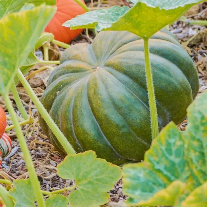 BIO Dýně Muscat De Provence - Cucurbita moschata - prodej bio semen - 5 ks