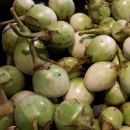 Lilek Zelené jablko - Solanum melongena - prodej semen - 6 ks