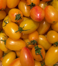 Rajče Artisan Blush Tiger - Solanum lycopersicum - prodej semen - 20 ks