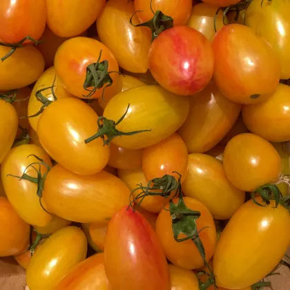 Rajče Artisan Blush Tiger - Solanum lycopersicum - prodej semen - 20 ks