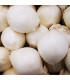 Cibule sazečka Snowball - Allium cepa - prodej cibulek - 250 g